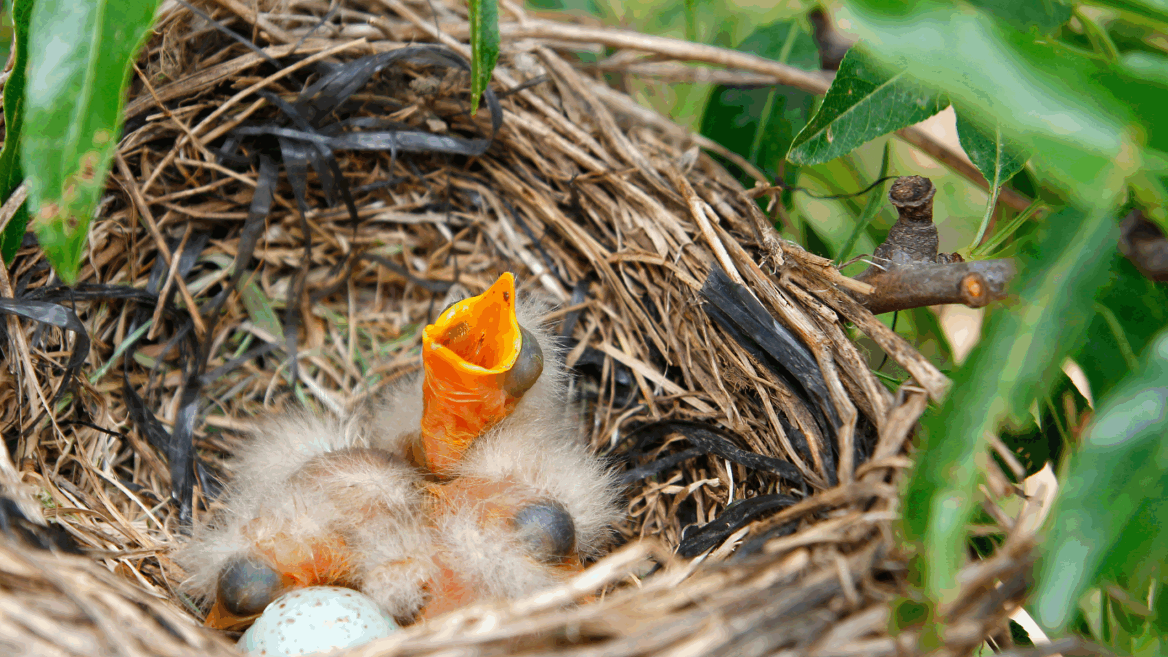Baby Bird
