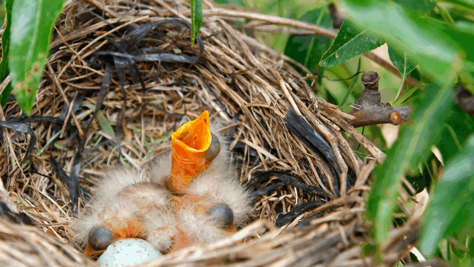 Baby Bird