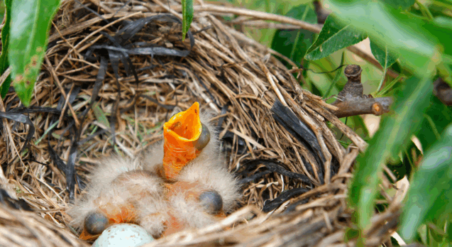 Baby Bird