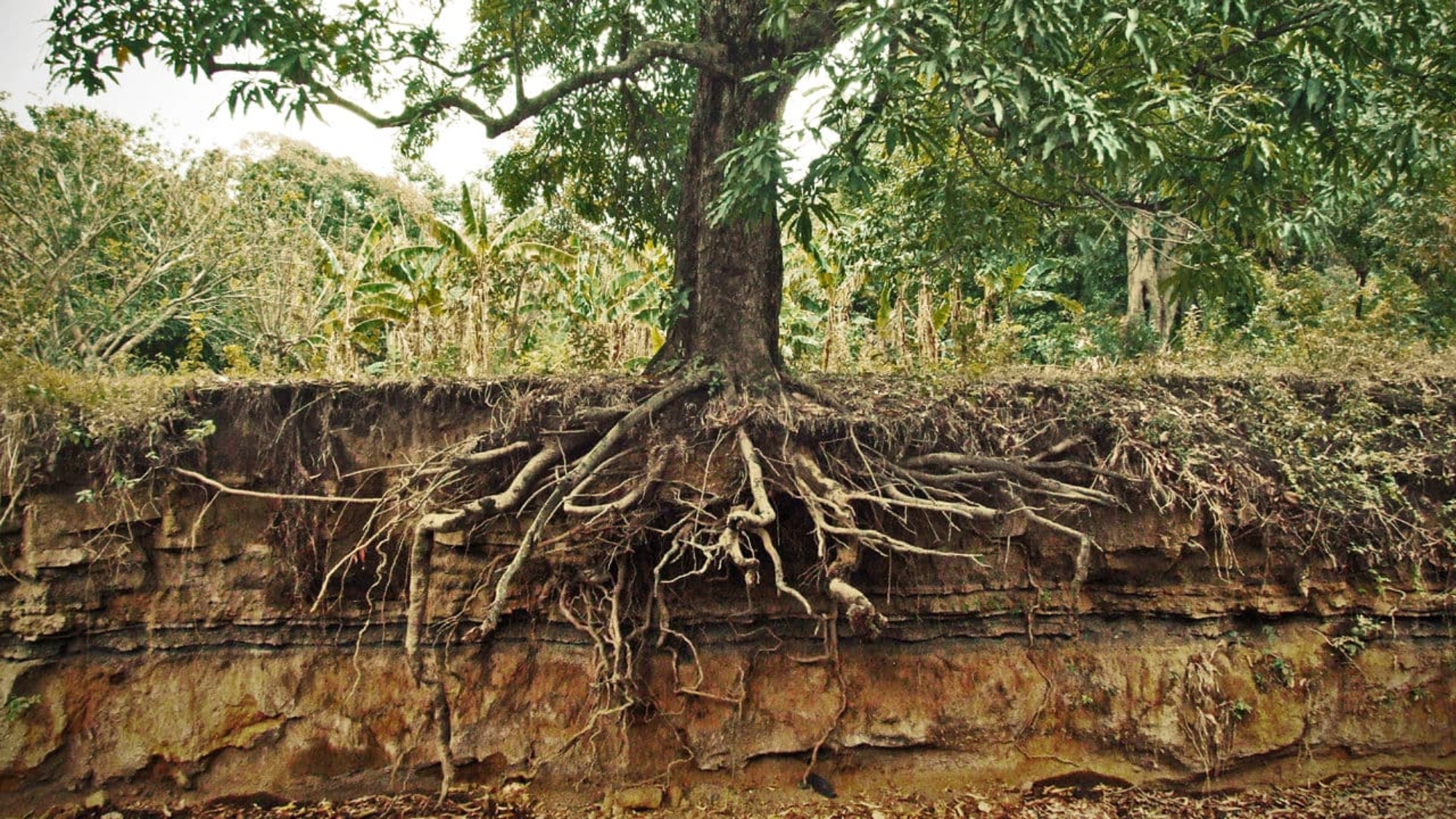 tree-roots